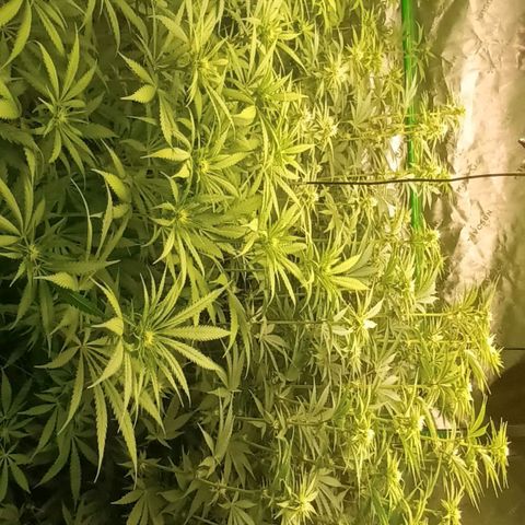 Cherry Pie  growlog timeline photo