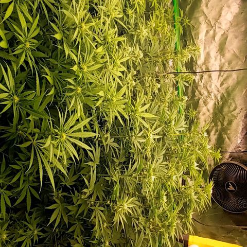 Cherry Pie  growlog timeline photo