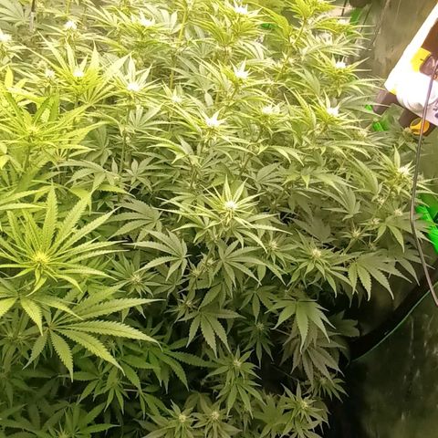 Cherry Pie  growlog timeline photo