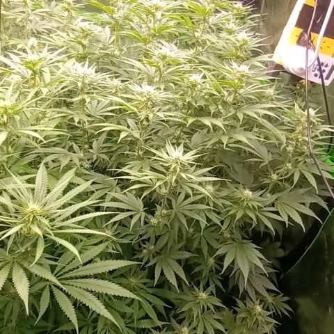 Cherry Pie  growlog timeline photo