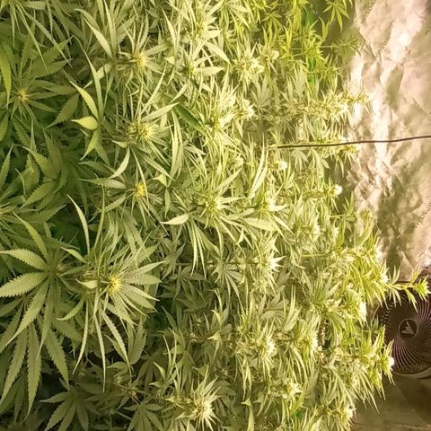 Cherry Pie  growlog timeline photo