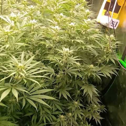 Cherry Pie  growlog timeline photo