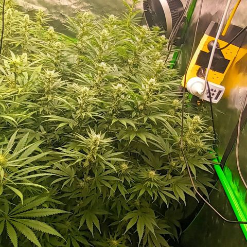 Cherry Pie  growlog timeline photo