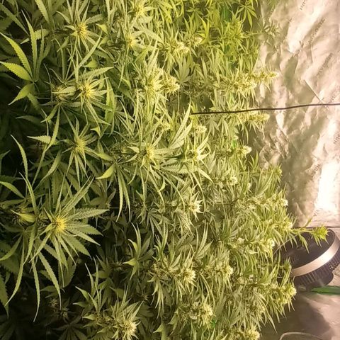 Cherry Pie  growlog timeline photo