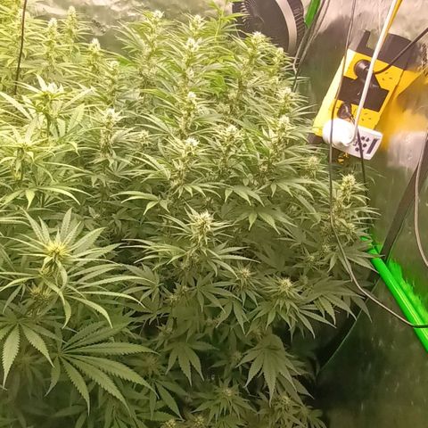 Cherry Pie  growlog timeline photo