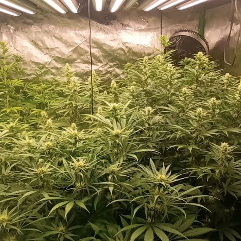 Cherry Pie  growlog timeline photo