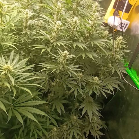 Cherry Pie  growlog timeline photo