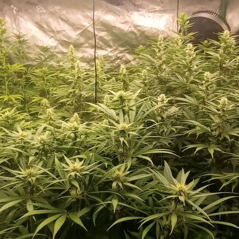 Cherry Pie  growlog timeline photo