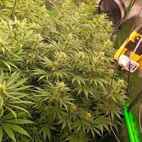 Cherry Pie  growlog timeline photo