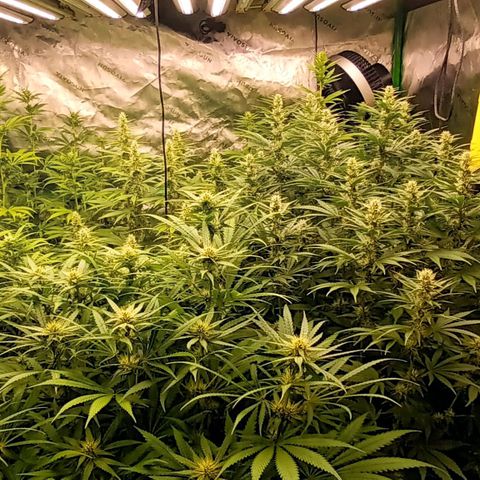 Cherry Pie  growlog timeline photo