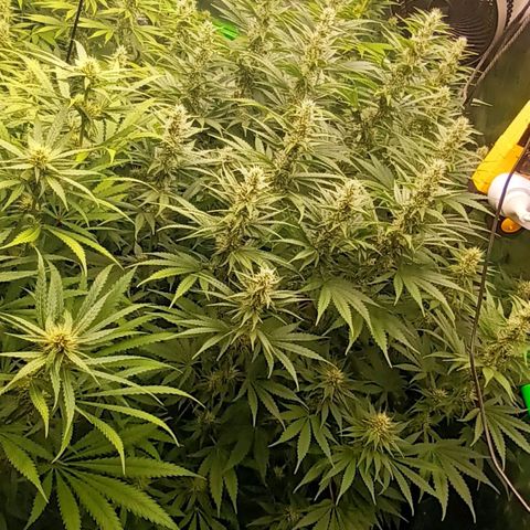 Cherry Pie  growlog timeline photo