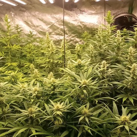 Cherry Pie  growlog timeline photo