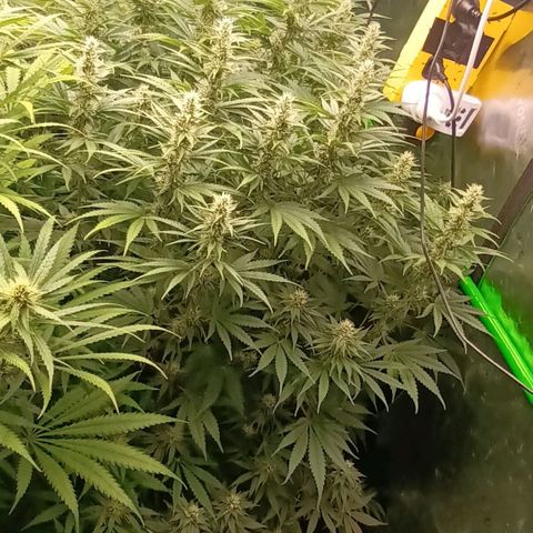 Cherry Pie  growlog timeline photo