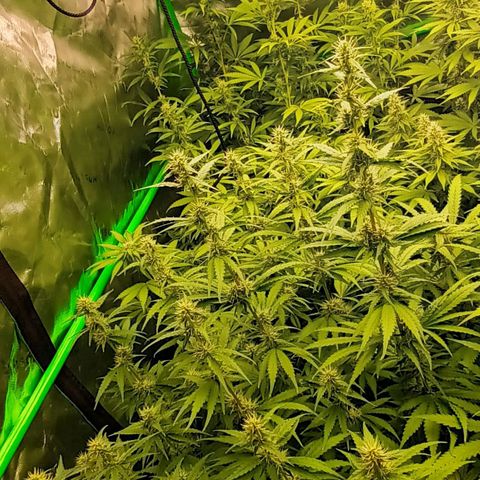 Cherry Pie  growlog timeline photo