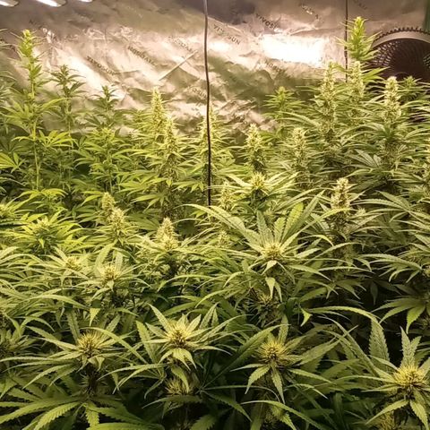 Cherry Pie  growlog timeline photo