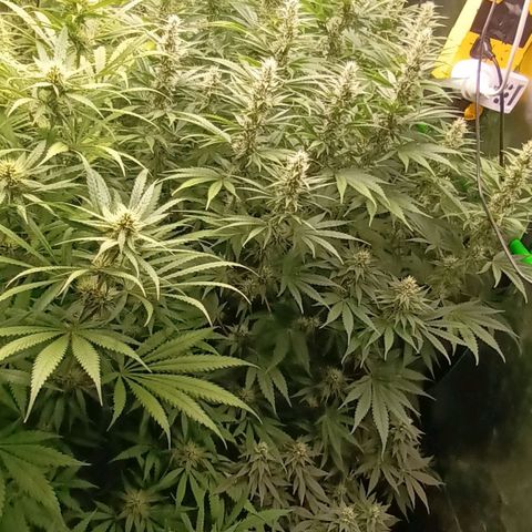 Cherry Pie  growlog timeline photo