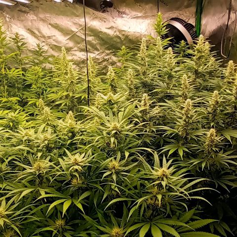 Cherry Pie  growlog timeline photo