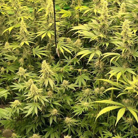 Cherry Pie  growlog timeline photo