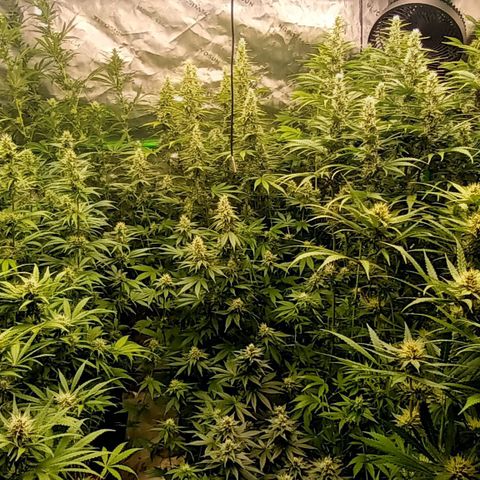 Cherry Pie  growlog timeline photo