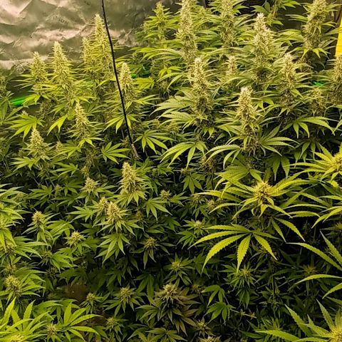 Cherry Pie  growlog timeline photo