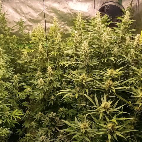 Cherry Pie  growlog timeline photo