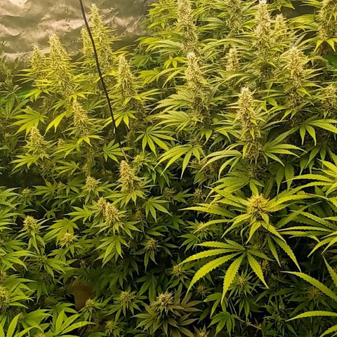 Cherry Pie  growlog timeline photo