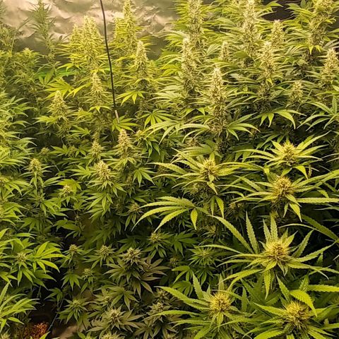 Cherry Pie  growlog timeline photo