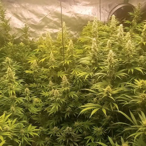 Cherry Pie  growlog timeline photo