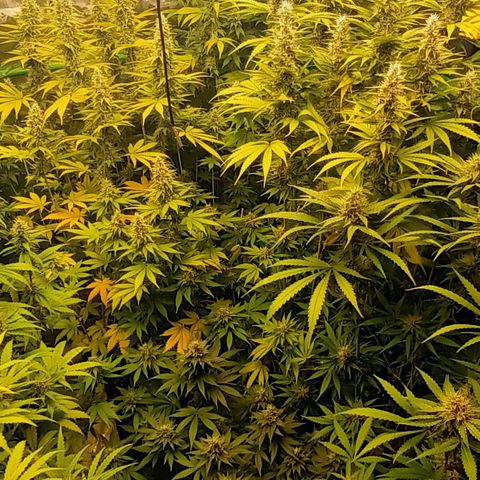 Cherry Pie  growlog timeline photo