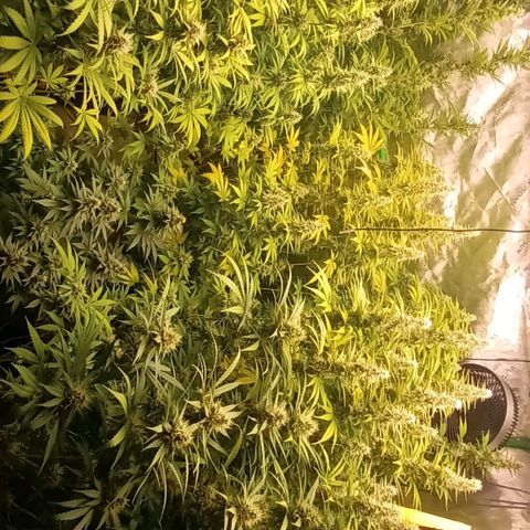 Cherry Pie  growlog timeline photo