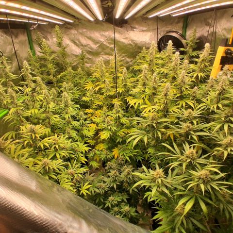 Cherry Pie  growlog timeline photo