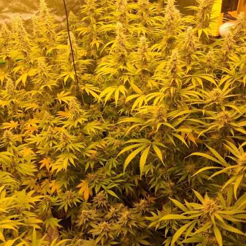 Cherry Pie  growlog timeline photo