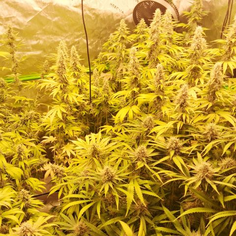 Cherry Pie  growlog timeline photo