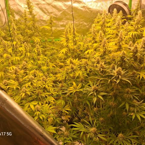 Cherry Pie  growlog timeline photo