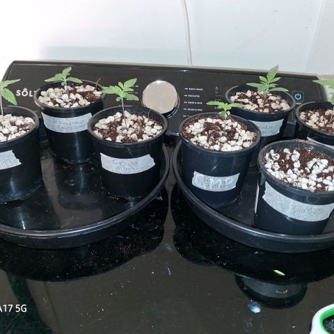 Cbd ratio 1:30 growlog timeline photo