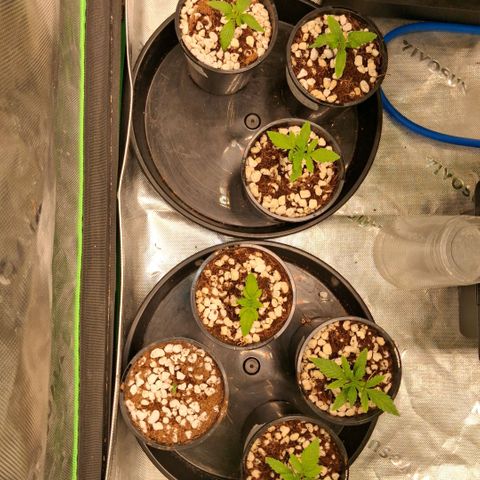 Cbd ratio 1:30 growlog timeline photo