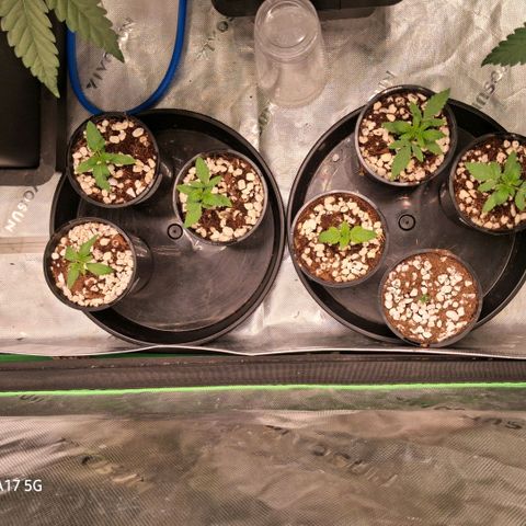 Cbd ratio 1:30 growlog timeline photo
