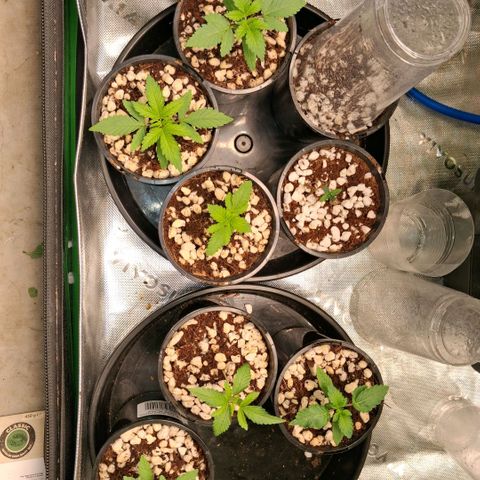 Cbd ratio 1:30 growlog timeline photo