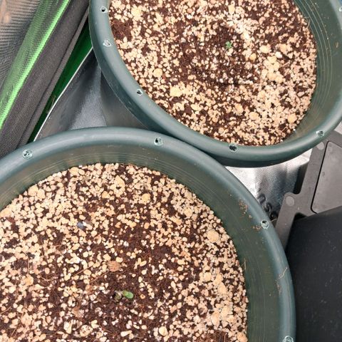 Cbd ratio 1:30 growlog timeline photo