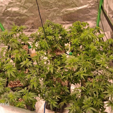 Cbd ratio 1:30 growlog timeline photo