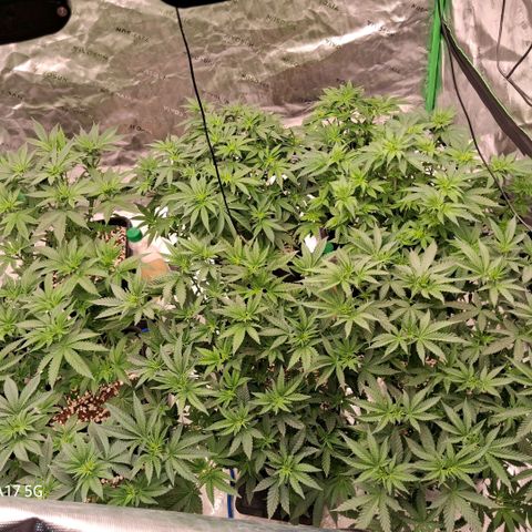 Cbd ratio 1:30 growlog timeline photo