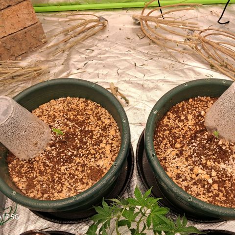 Cbd ratio 1:30 growlog timeline photo