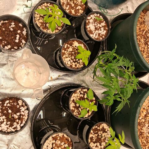 Cbd ratio 1:30 growlog timeline photo