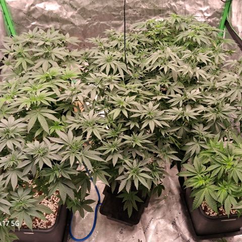 Cbd ratio 1:30 growlog timeline photo