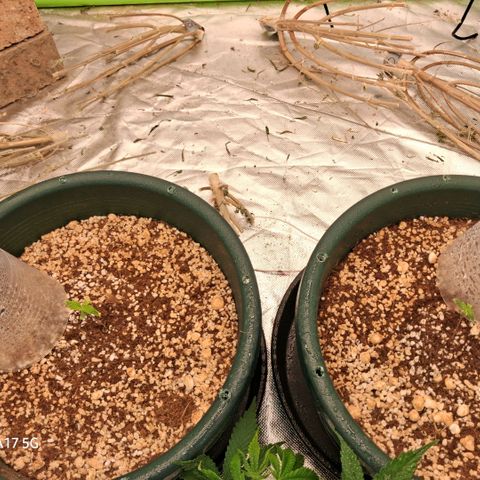 Cbd ratio 1:30 growlog timeline photo