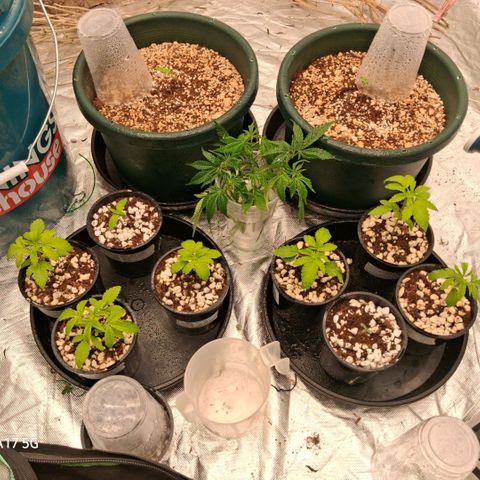 Cbd ratio 1:30 growlog timeline photo