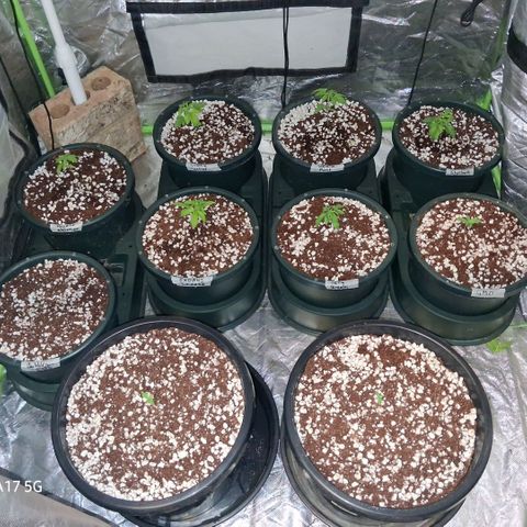 Cbd ratio 1:30 growlog timeline photo