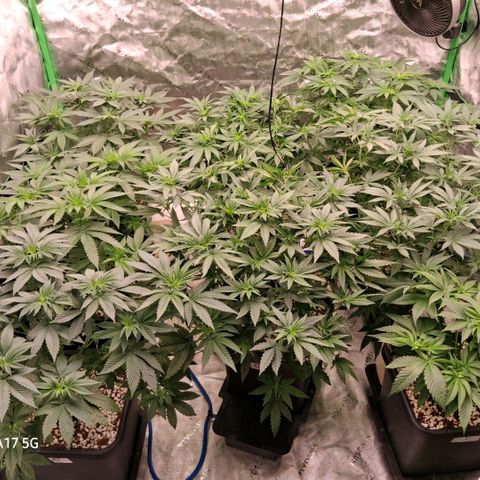 Cbd ratio 1:30 growlog timeline photo