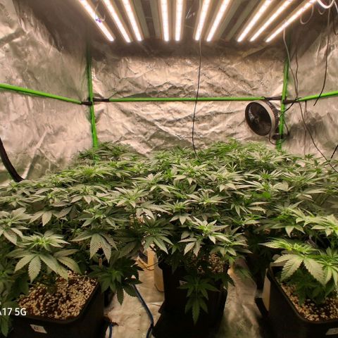 Cbd ratio 1:30 growlog timeline photo