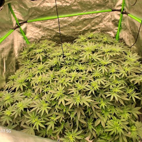 Cbd ratio 1:30 growlog timeline photo